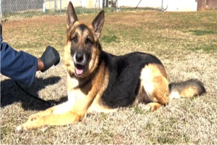 Bruno