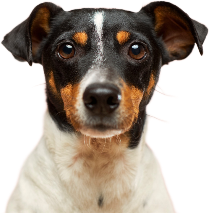 doggo